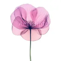 Ethereal pink poppy flower clipart with translucent petals showing delicate vein details. Abstract watercolor floral art for wall decor and sublimation prints.